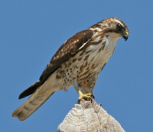 Broad-winged-Hawk juvenile